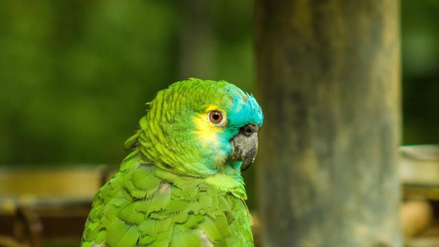 Mealy Amazon Parrot