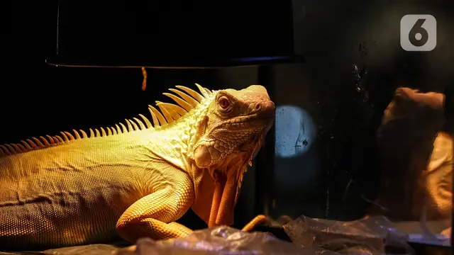 Pameran Reptil