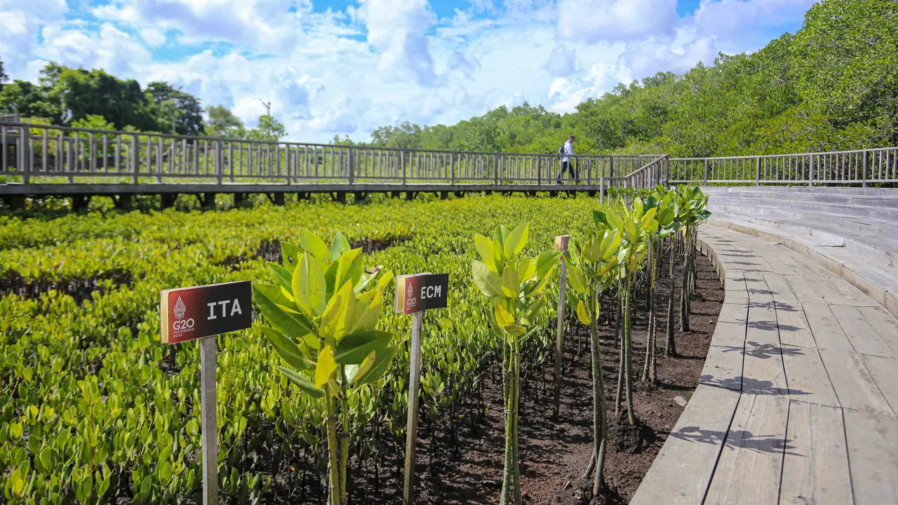 Mangrove.