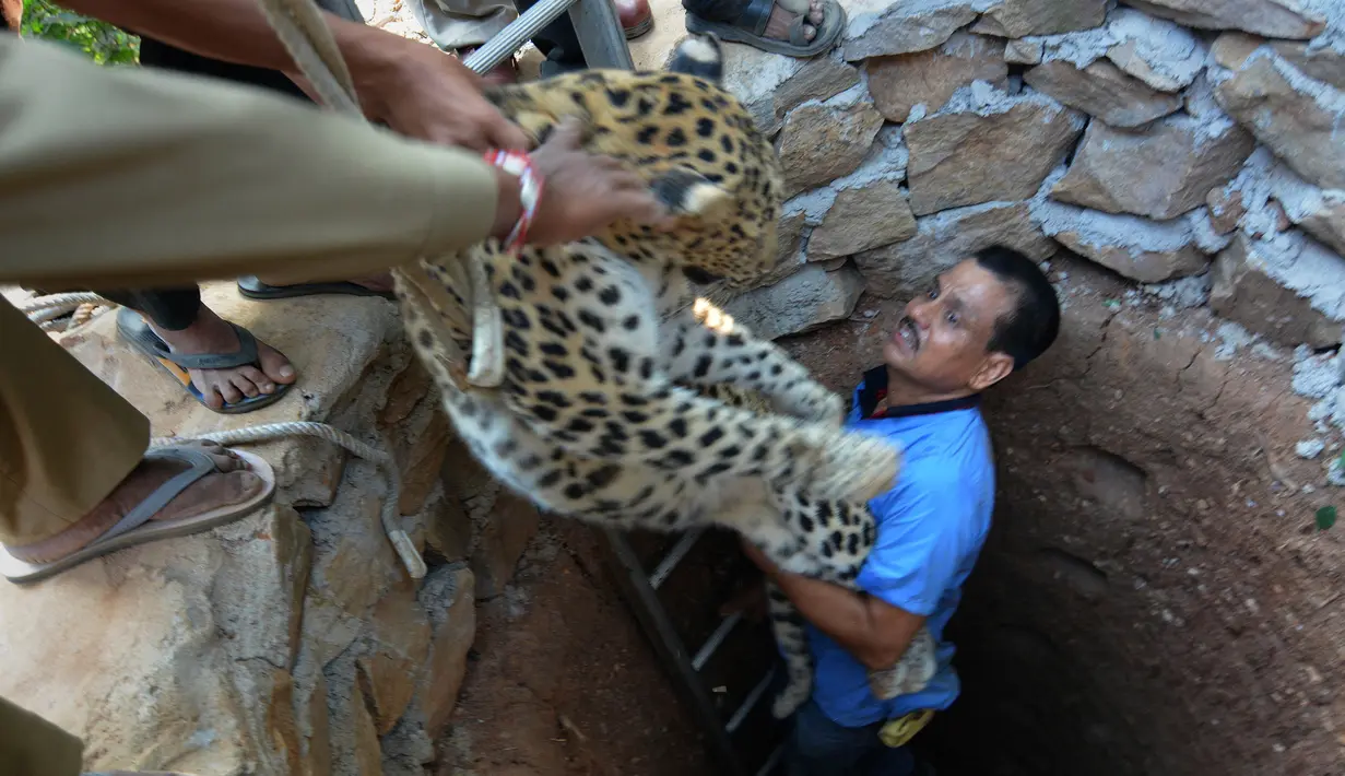 Dokter hewan, Bijoy Gogol berhasil mengangkat macan tutul yang terperosok ke dalam sumur kering di kawasan permukiman Guwahati, India, Rabu (13/12). Penyelamatan dilakukan oleh petugas kehutan dengan menggunakan tangga dan tali. (AP Photo/Anupam Nath)
