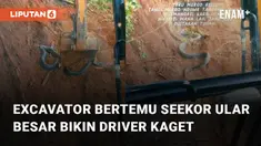 Momen tak terduga dialami oleh seorang driver excavator saat temukan ular besar di galian tanah.