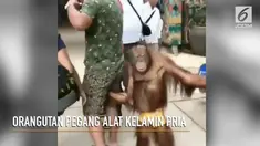 Aksi jahil orangutan terekam kamera hp pengunjung.