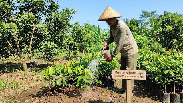 Cara Menanam Rambutan Binjai, Panduan dari Perawatan hingga Berbuah