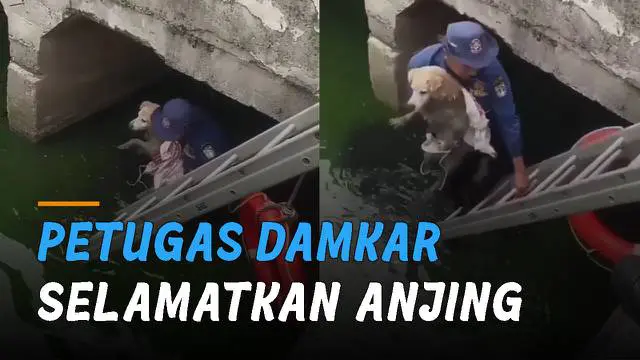 Petugas Damkar DKI selamatkan anjing yang tercebur di kali. Peristiwa itu terjadi di Taman Ratu Raya Duri Kepa, Kelurahan Kedoya Utara, Kecamatan Kebon Jeruk, Jakarta Barat.