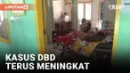 TERUS MENINGKAT, KASUS DBD DI POLEWALI MANDAR CAPAI 300 KASUS