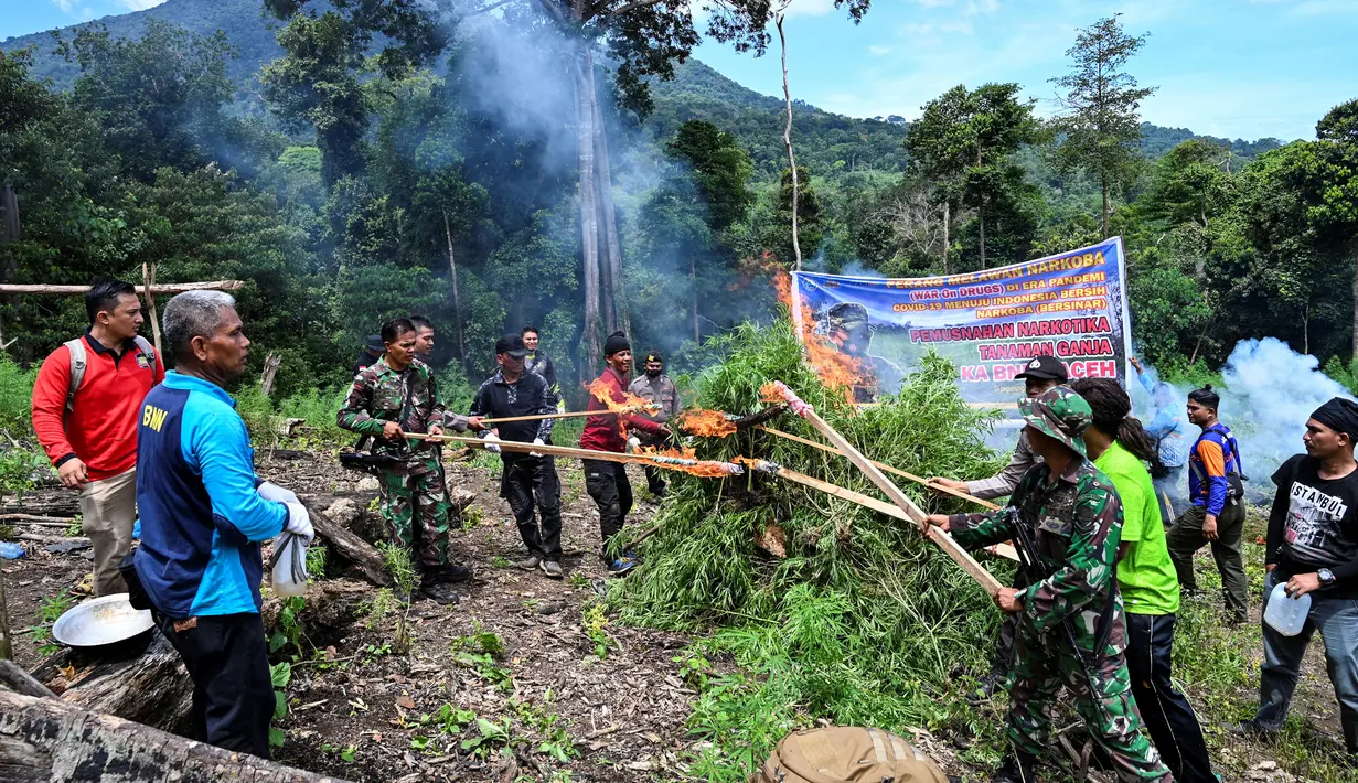 Anggota Badan Narkotika Nasional (BNN) bersama polisi dan tentara membakar tanaman ganja saat penggerebekan pada jalur hutan di Lamteuba, Provinsi Aceh, 18 Mei 2022. (CHAIDEER MAHYUDDIN/AFP)
