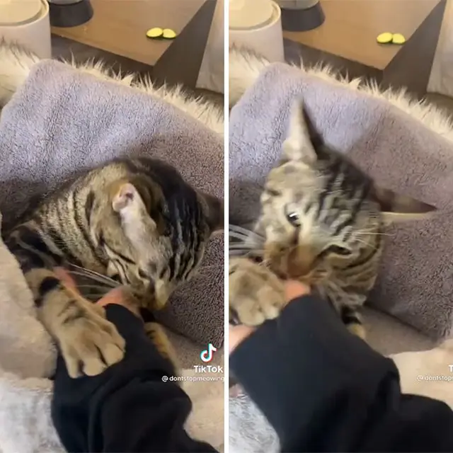Viral, Aksi Kucing Sedang Spa Bersama Pemiliknya Ini Bikin Gemas.