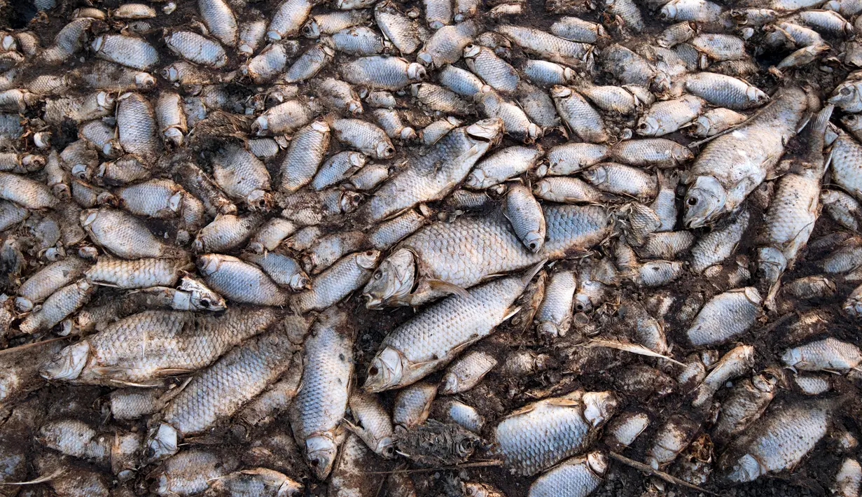 Penampakan ikan mati di tepi Danau Koroneia, Yunani, Kamis (19/9/2019). Ketinggian air Danau Koroneia telah turun lebih dari 70 persen dalam tiga tahun terakhir menjadi 80 cm sehingga mengakibatkan puluhan ribu ikan mati kekurangan oksigen. (AP Photo/Giannis Papanikos)