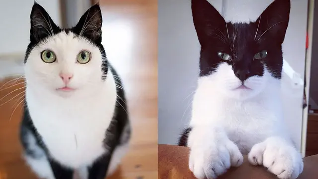 2. Kucing berwajah putih polos lucu dan seperti batman