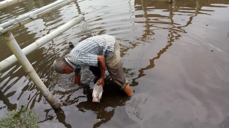 Namak ikan mati akibat tercemar limbah kotoransapi PT Rafles, Garut, Jawa Barat