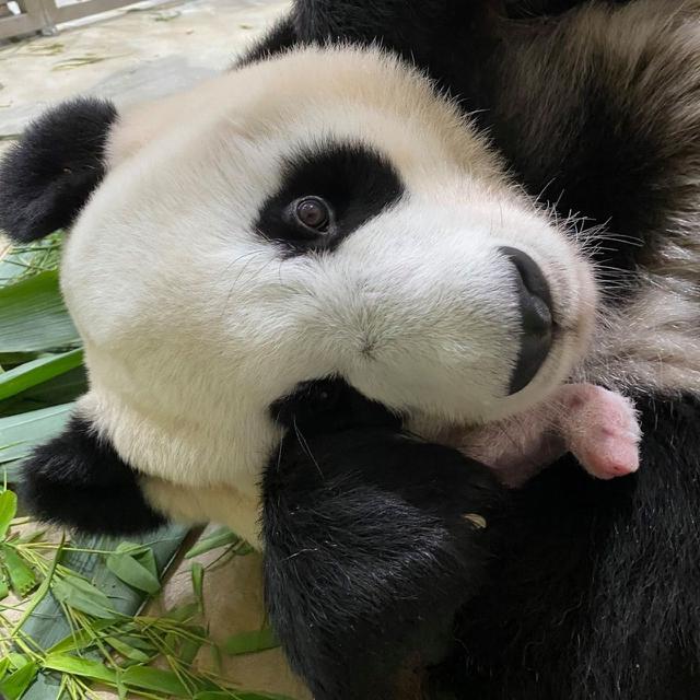 Anak Panda Raksasa