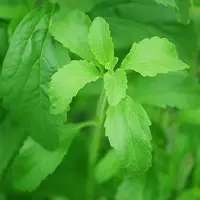 Ilustrasi daun stevia. (Gambar oleh 13082 dari Pixabay)