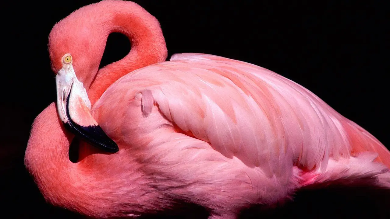 [Bintang] Flamingo