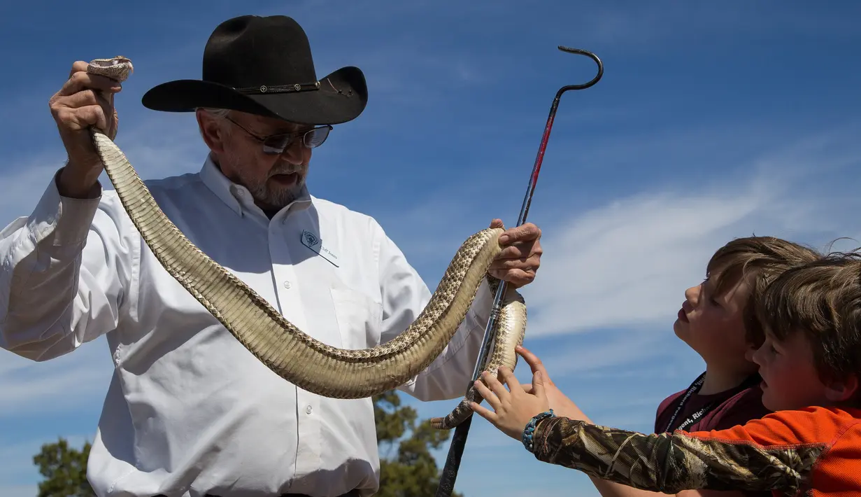 Cliff Jones menunjukkan ular derik di depan JD Farmer (9) dan Carter Farmer (7) setelah melakukan perburuan dalam kompetisi Roundup Rattlesnake Sweetwater di Texas, Amerika Serikat, Sabtu (10/3). (Loren Elliott/AFP)