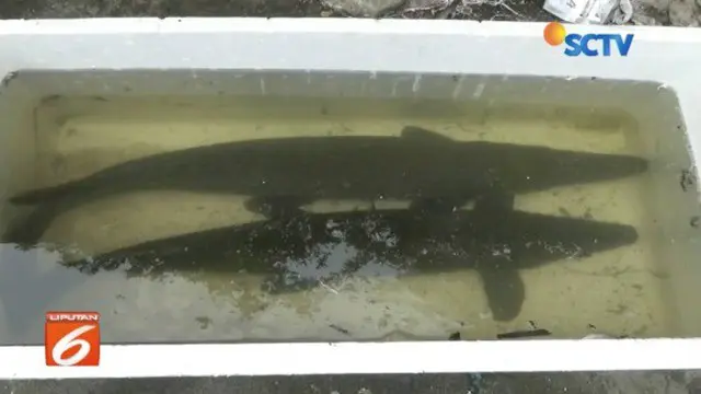 Warga temukan dua ikan aligator mirip buaya ditemukan hidup di Kali Item, Jakarta.