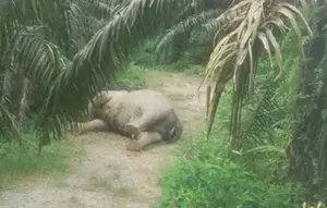 Gajah Sumatra Ditemukan Mati di Kebun Sawit Aceh Tamiang