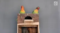 7 Ternak Burung Modal Kecil Untung Besar dengan Perawatan Mudah, Cocok untuk Pemula