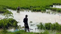 Areal persawahan yang mulai terendam banjir akibat meluapnya sungai Citarum di Kecamatan Karawang Barat, Kabupaten Karawang, Jawa Barat, Selasa (23/3). (Antara)