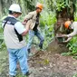 Petugas BBKSDA Riau memasang kamera pengintai untuk mengetahui keberadaan harimau sumatra di Kabupaten Pelalawan. (Liputan6.com/M Syukur)