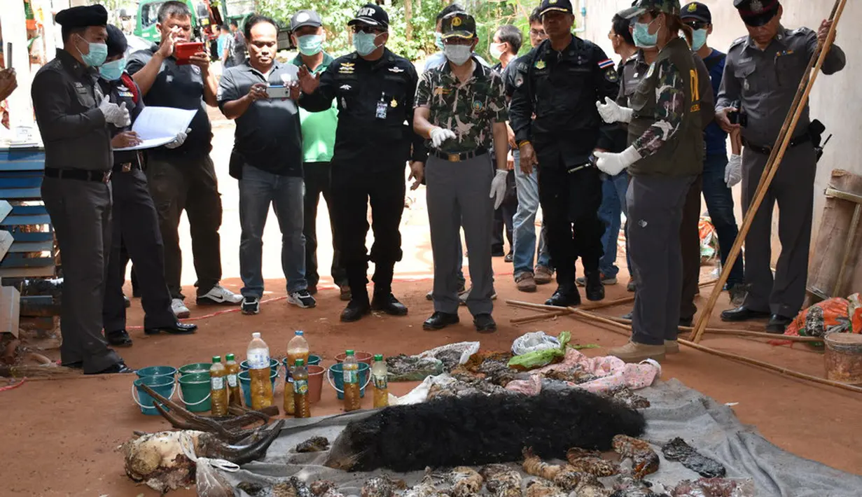 Petugas memeriksa puluhan bangkai anak Harimau yang ditemukan di kuil harimau, Bangkok , Thailand, (1/6/2016). Petugas telah memindahkan 52 ekor harimau yang masih hidup dari kuil tersebut dan masih ada sekitar 85 harimau lagi. (Daily News/via REUTERS)