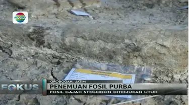 Fosil gajah yang terkubur di kedalaman 1,5 meter di dalam tanah tersebut sudah dipastikan merujuk pada ciri-ciri Gajah Stegedon.