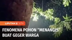 Buat heboh! Sebuah pohon di Jalan Raya Curah Banban, Jember, Jawa Timur, mengeluarkan rintik-rintik air. Padahal sebelumnya wilayah tidak diguyur hujan. Menurut warga, selain mengeluarkan air pohon juga mengeluarkan aroma wangi.