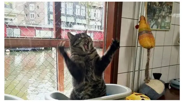 10 Potret Ekspresi Kucing saat Kaget Ini Lucu Banget, Bikin Gemas