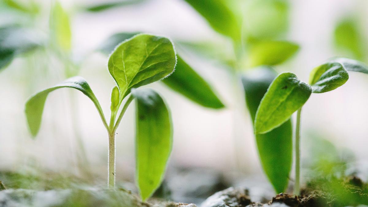 Ragam Hoaks Bantuan Pemerintah, dari Bibit Pohon hingga Bibit Ayam