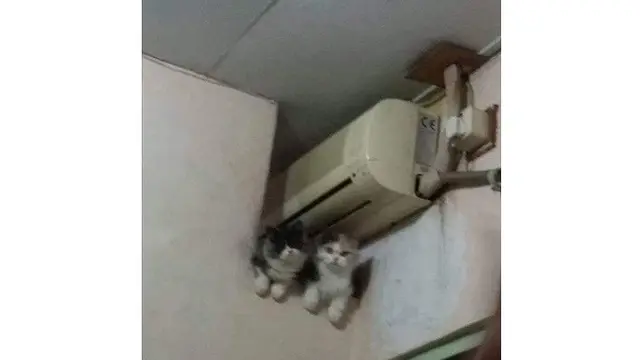 Kucing  nyeleneh (Sumber: Instagram/recehtapisayang)