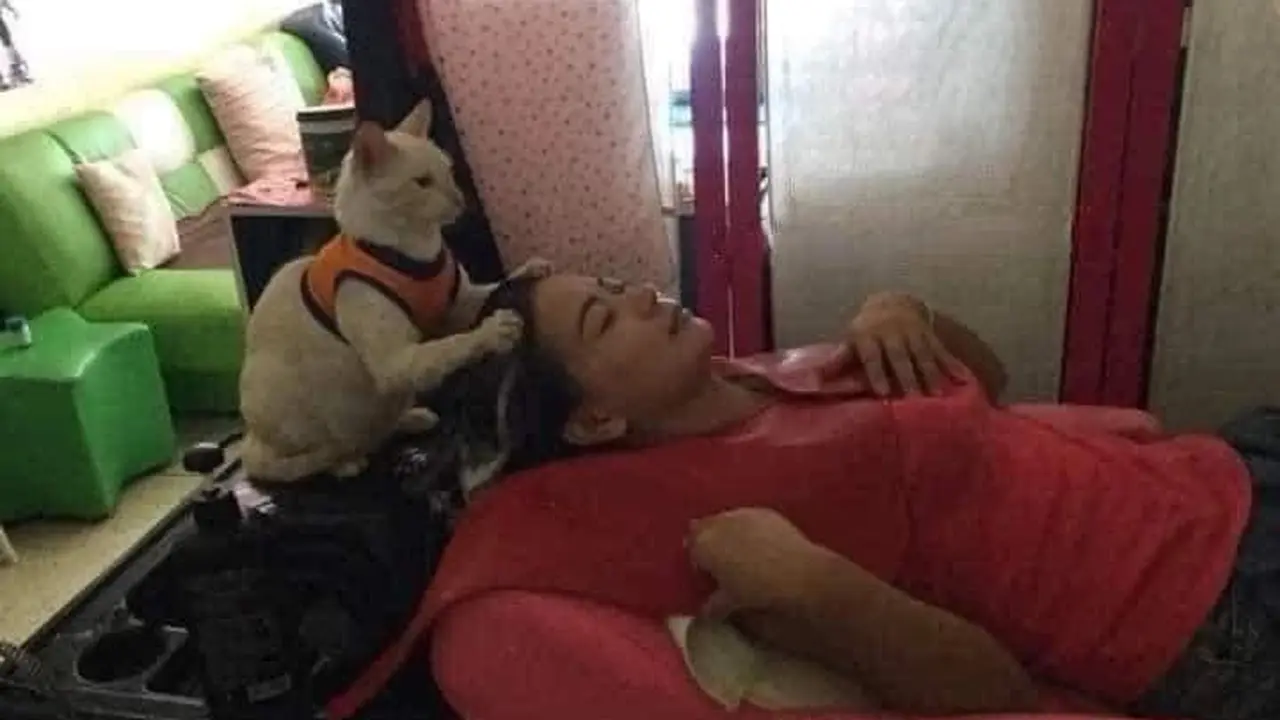 5 Potret Kocak Kucing Bila Kerja di Salon dan Spa Ini Menggemaskan