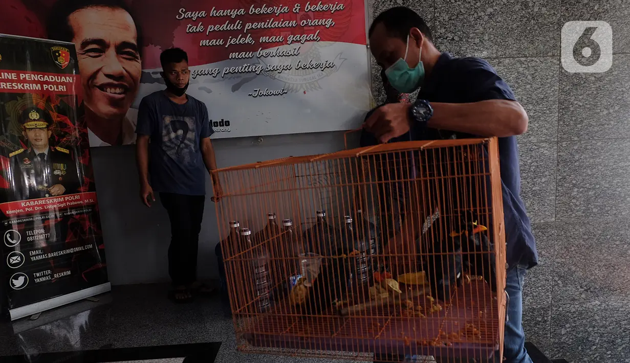 Barang bukti satwa dilindungi berupa burung beo Nias yang disita di Mapolda Metro Jaya, Kamis (28/1/2021). Barang bukti, yaitu satu orang utan, tiga burung beo Nias dan tiga lutung Jawa diamankan dari tersangka berinisial YI lantaran memperdagangkan satwa dilindungi. (Liputan6.com/Herman Zakharia)