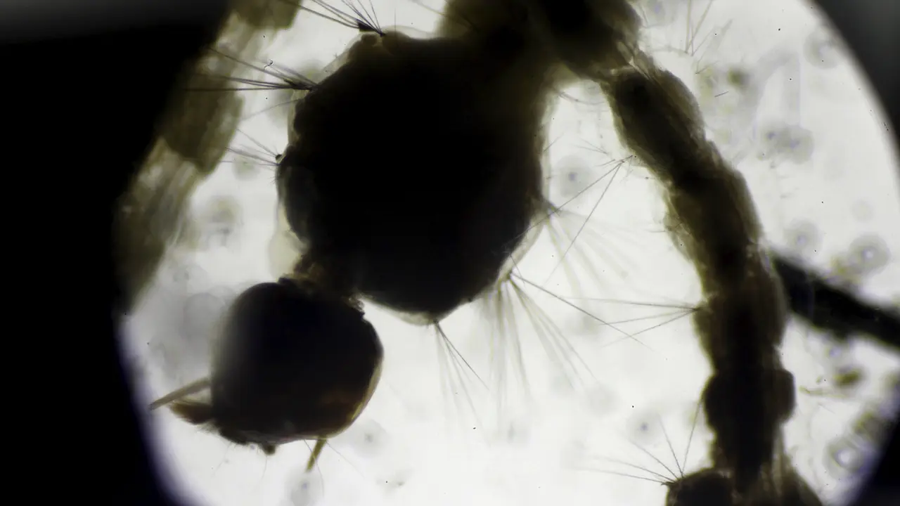 virus Zika