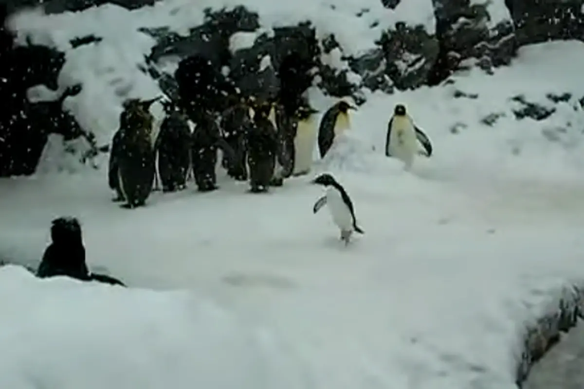 Penguin Kecil yang Bahagia di Tengan Turun Salju
