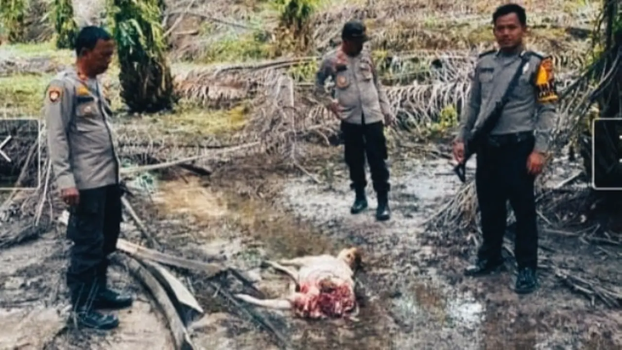 Seekor sapi yang diduga dimangsa harimau sumatra di kebun milik PTPN V.