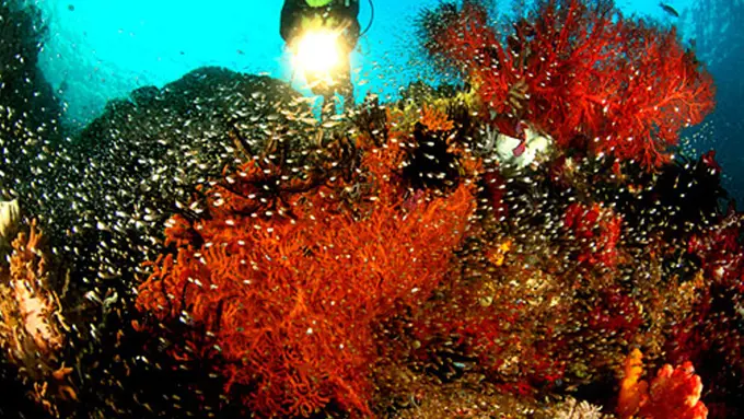 Pesona Bawah Laut Raja Ampat dalam Sederet Potret