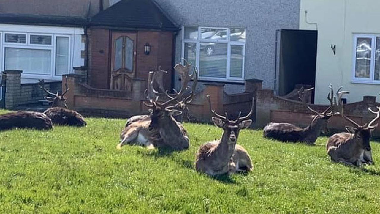 6 Potret Hewan Menyerbu Kota Saat Orang-Orang Karantina Diri di Rumah
