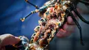 <p>Lobster betina baru bisa bereproduksi menginjak usia empat tahun. Nantinya, ia akan bersembunyi di tempat yang lembab sampai telur menetas dan telur-telur ini bisa mencapai 200 butir. (Lou BENOIST/AFP)</p>