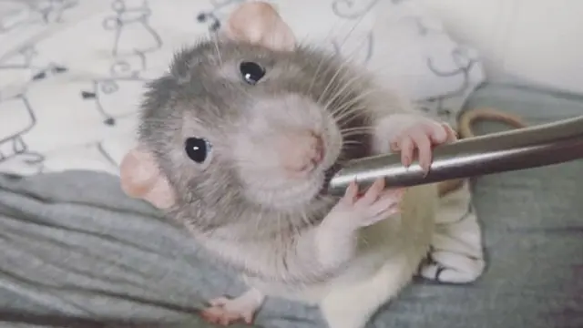 5 Potret Lucu Darius, Tikus Kecil yang Jago Melukis