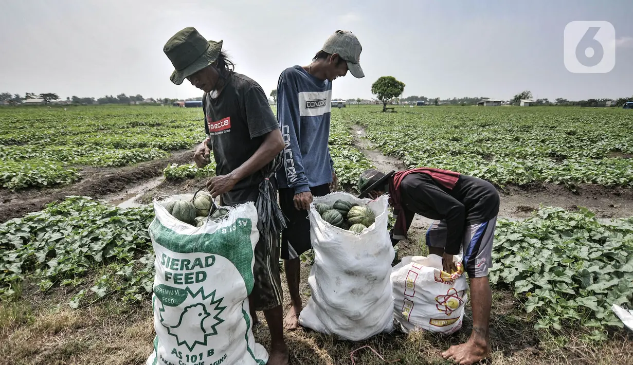 Petani saat memasukkan blewah ke dalam karung di kawasan Babelan, Kabupaten Bekasi, Minggu (18/4/2021). Ilham (45) salah seorang petani mengungkapkan dalam panen 1 hektare lahan mampu menghasilkan total 15 ton blewah dengan harga jual Rp7.000 per kilogram. (merdeka.com/Iqbal S. Nugroho)