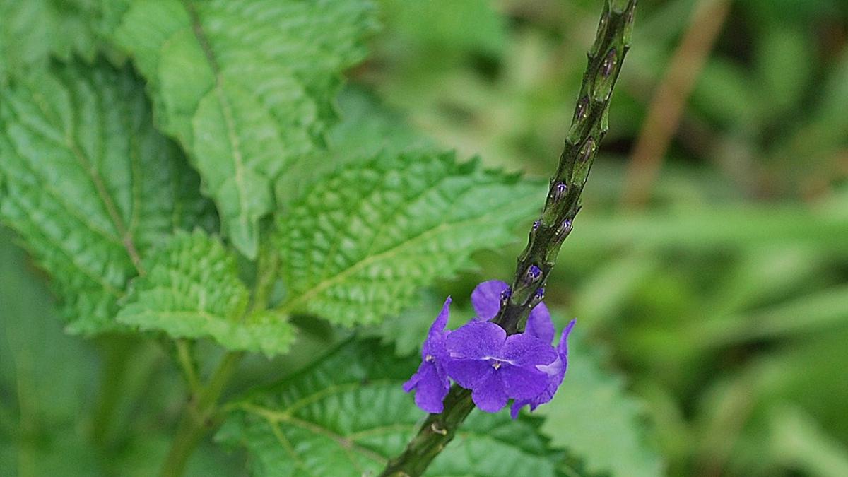 10 Manfaat Pecut Kuda yang Sering Tumbuh Liar di Tepi Jalan dan Potensi Kesehatannya