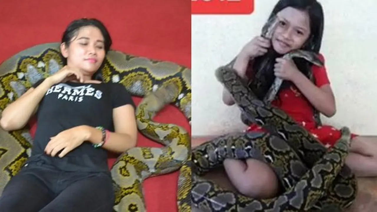 5 Kisah Persahabatan Manusia dengan Ular Piton, Ada yang Jalin Ikatan Sejak Bayi