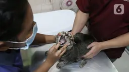 Petugas mempersiapkan operasi sterilisasi kucing di Klinik Hewan, kawasan Tebet, Senin (21/9/2020). Sudin Ketahanan Pangan, Kelautan, dan Pertanian (KPKP) Jakarta Selatan bekerjasama dengan sejumlah klinik hewan menggelar sterilisasi kucing dan vaksinasi rabies gratis. (Liputan6.cm/Herman Zakharia)