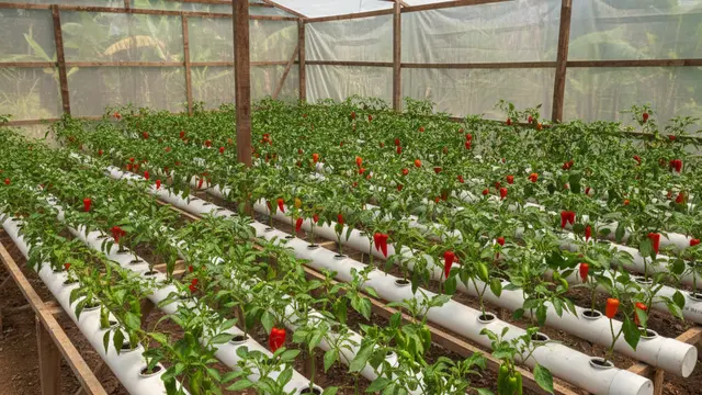 Punya Lahan Kosong? Ini 7 Konsep Kebun yang Bisa Menghasilkan