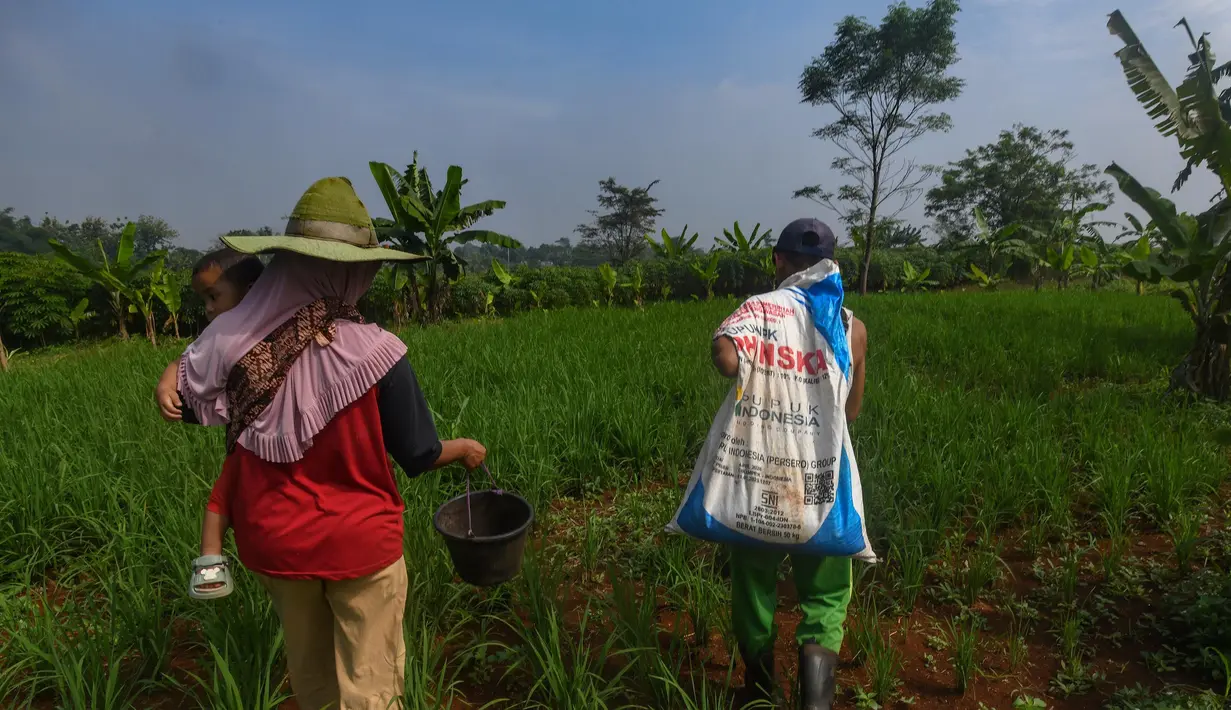 Dengan adanya perpres baru tersebut, pemerintah akan memangkas 145 regulasi yang sebelumnya memperlambat penyaluran pupuk subsidi ke petani. (merdeka.com/Arie Basuki)