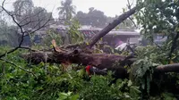 Pohon tumbang menimpa dua unit mobil di kawasan Terminal Baranangsiang, Kota Bogor, Senin, (2/9/2024) sore. (Liputan6.com/Achmad Sudarno)