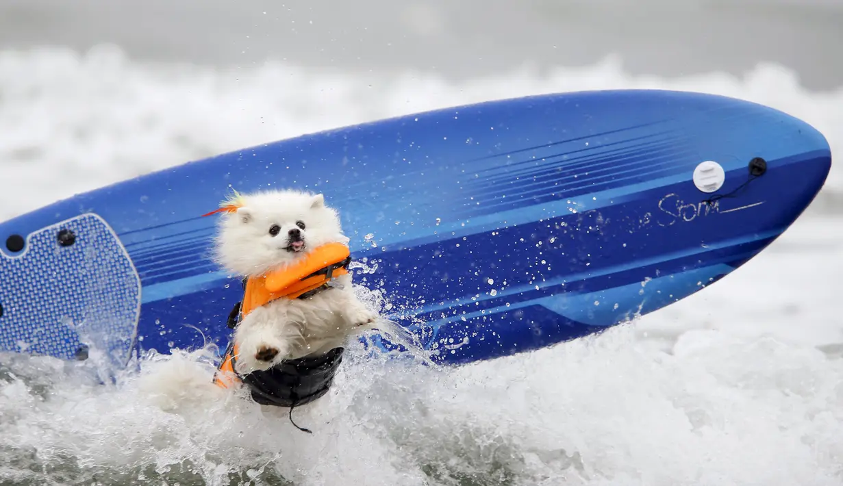 Ziggy, anjing ras american eskimo melompat dari papan seluncurnya saat dihempaskan ombak ketika mengikuti kompetisi surfing anjing Petco Unleashed ke-10 di pantai Imperial, California, 1 Agustus 2015. (REUTERS/Mike Blake)
