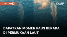Aksi pria mendapatkan momen bertemu paus sebesar kapal mengundang perhatian