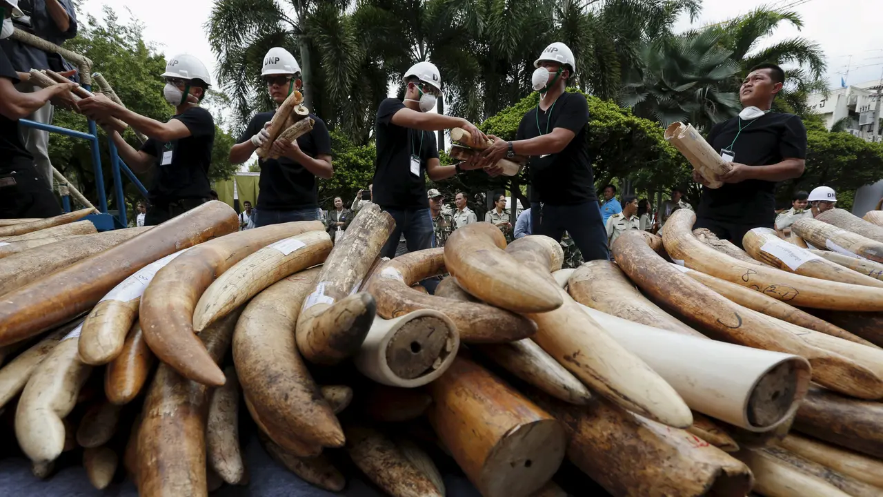 20150826-Thailand Bakar 2 Ton Gading Gajah-Thailand