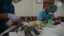 Dinas Ketahanan Pangan, Kelautan dan Pertanian (DKPKP) pemprov DKI Jakarta melakukan kastrasi atau pengebirian terhadap hewan peliharaan jenis kucing di Kecamatan Duren Sawit, Jakarta, Rabu (28/3). (Merdeka.com/Imam Buhori)