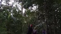 Petaka Durian Runtuh di Dusun Sembawur